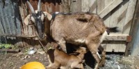 She Goat & Kid feeding